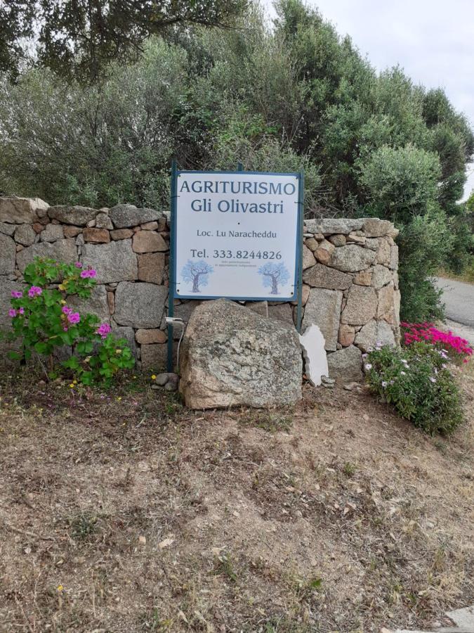 Gli Olivastri Con Piscina,Solarium, Vista Mare ,Sole -Mare E Tanta Natura ,Climatizzatore,Wifi Алиенту Екстериор снимка