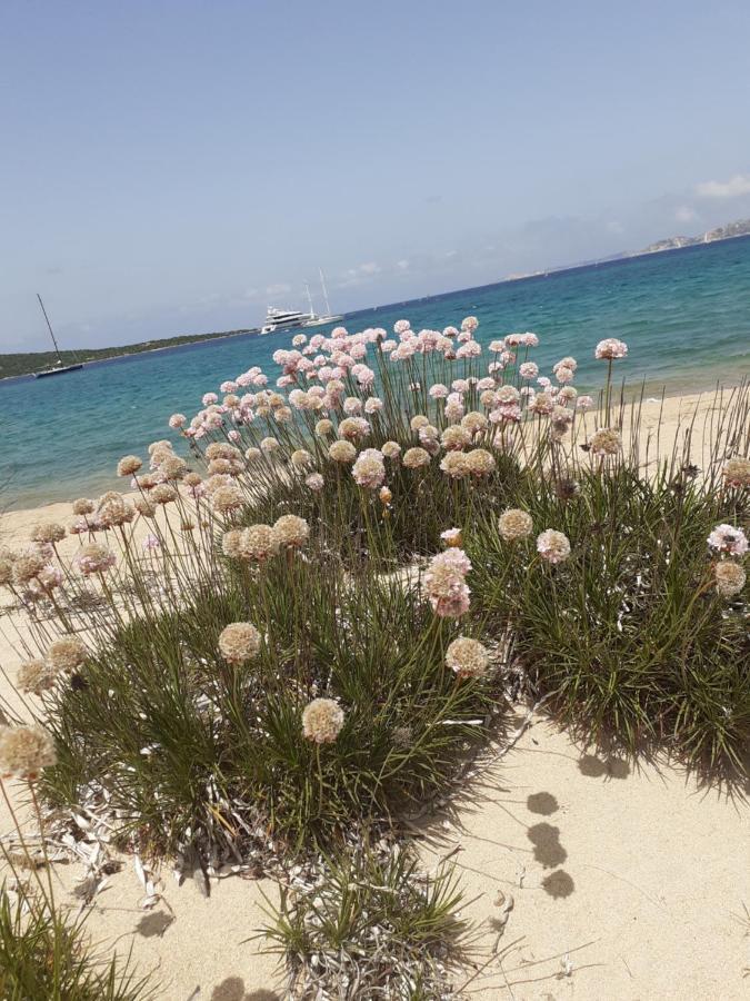 Gli Olivastri Con Piscina,Solarium, Vista Mare ,Sole -Mare E Tanta Natura ,Climatizzatore,Wifi Алиенту Екстериор снимка
