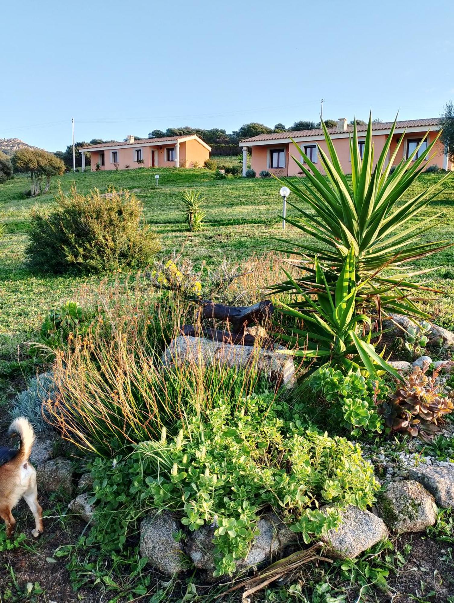 Gli Olivastri Con Piscina,Solarium, Vista Mare ,Sole -Mare E Tanta Natura ,Climatizzatore,Wifi Алиенту Екстериор снимка