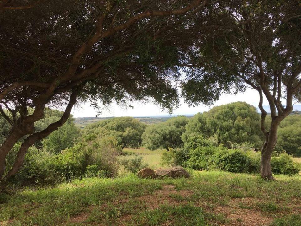 Gli Olivastri Con Piscina,Solarium, Vista Mare ,Sole -Mare E Tanta Natura ,Climatizzatore,Wifi Алиенту Екстериор снимка